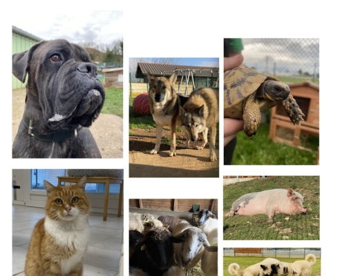 Affiche des élèves du collège du Bas-Chablais qui organisent une collecte le 17 juin de 13h10 à 17h30 devant le portail du collège au profit d'Animaux Secours à Artaz