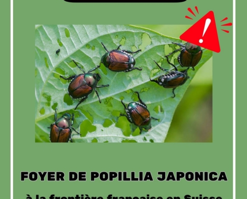 affiche alertant sur la proximité du Scarabée japonais en suisse voisine