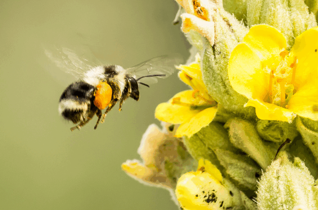 photo d'une abeille qui s'apprêté à butiner une fleur jaune (Molène)