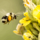 photo d'une abeille qui s'apprêté à butiner une fleur jaune (Molène)