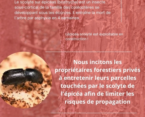 affiche pour sensibiliser les propriétaires de Bois à traiter leurs épicéas contre le Scolyte