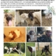 Affiche du collège du Bas-Chablais avec les photos de divers animaux (chien, chèvres, cochon, hamster, lapin, dindon, etc...) informant d'une collecte de matériel pour animaux secours à Artaz. Collecte le 4 juin 2026 de 13h15 à 17h10 devant le secrétariat du collège du Bas-Chablais.