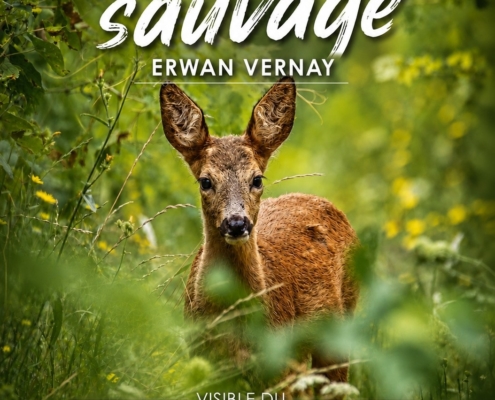 sur fond d'une photo de faon d'Erwan Vernay, propomtion de l'exposition de ses photos animalières : "Chablais sauvage" à la médiathèque de Douvaine du 5 août au 14 septembre 2026