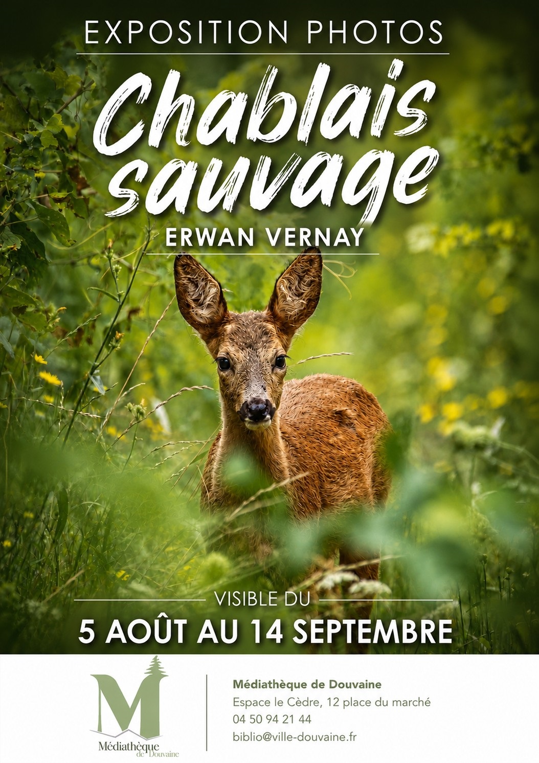 Mediatheque_Expo Chablais sauvage 05 aout 14 sept 26 sur fond d'une photo de faon d'Erwan Vernay, propomtion de l'exposition de ses photos animalières : "Chablais sauvage" à la médiathèque de Douvaine du 5 août au 14 septembre 2026